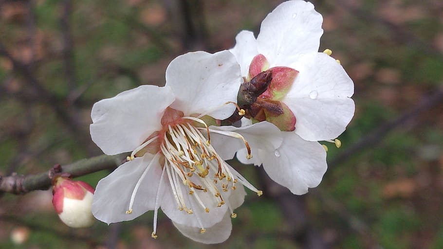 white, peach blossom, close, flowering plant, fragility, vulnerability HD wallpaper