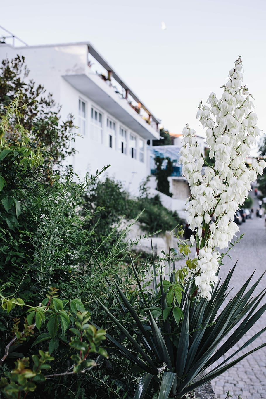 Bushes of the blossoming yucca, summer, flowers, flora, white HD wallpaper