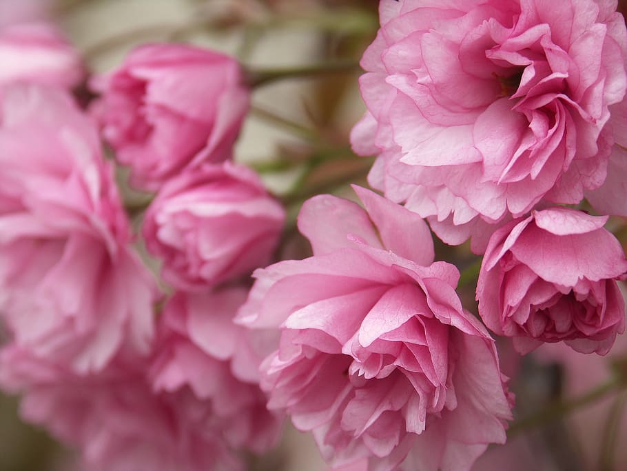 flowers, pink, spring, nature, plant, pink color, flowering plant HD wallpaper