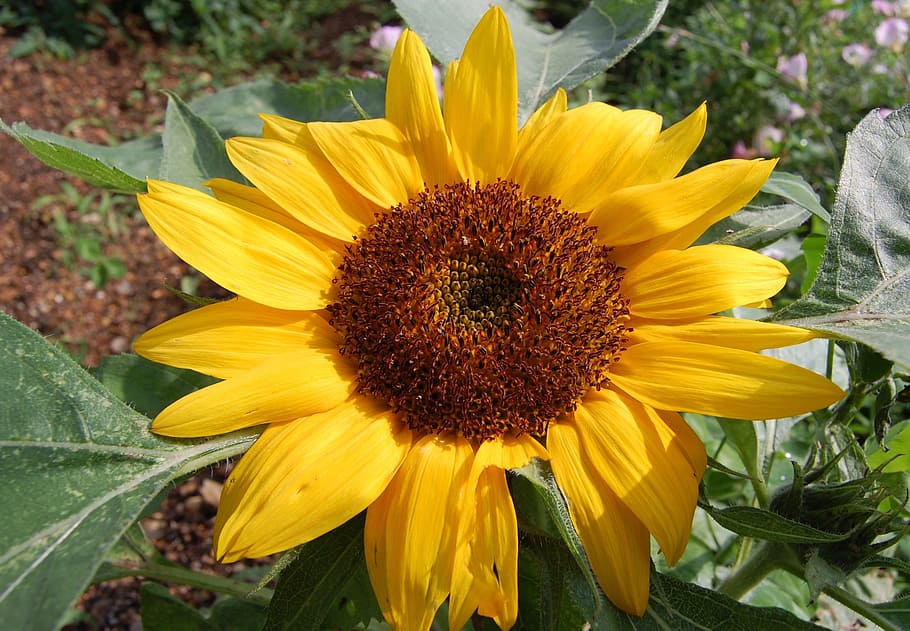 sunflower, flowers, grass, yellow, flowering plant, fragility HD wallpaper