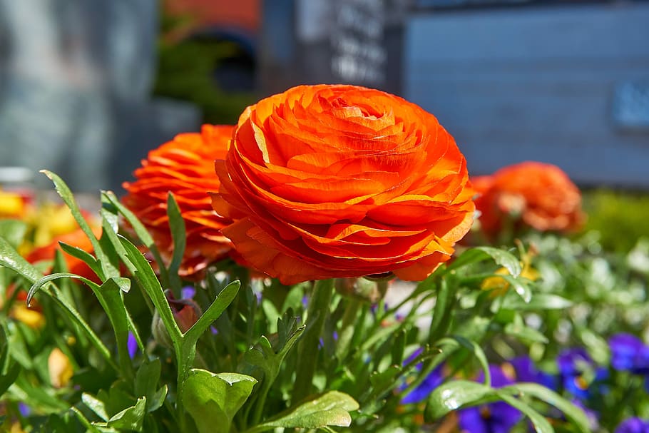 ranunculus, ranunculus asiaticus, buttercup, flower, orange, HD wallpaper