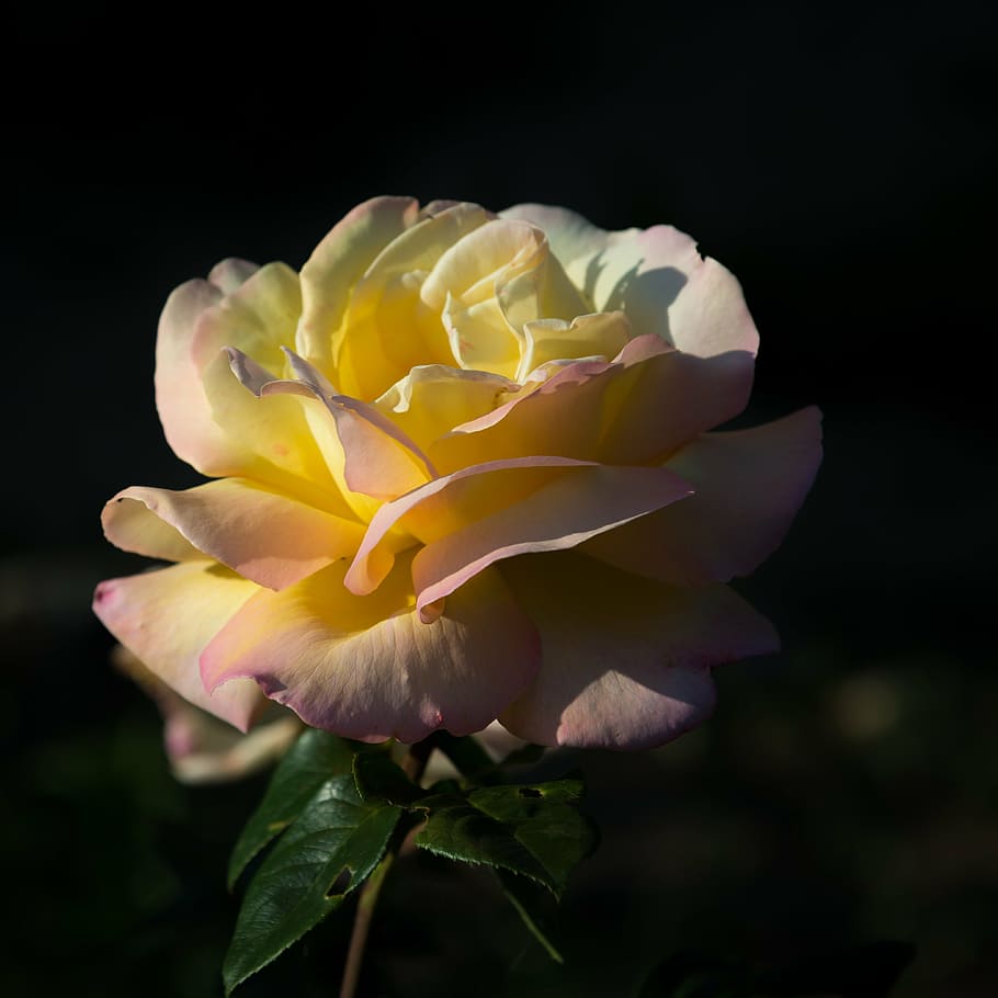 rose, tea rose, yellow, flowering plant, beauty in nature, fragility HD wallpaper