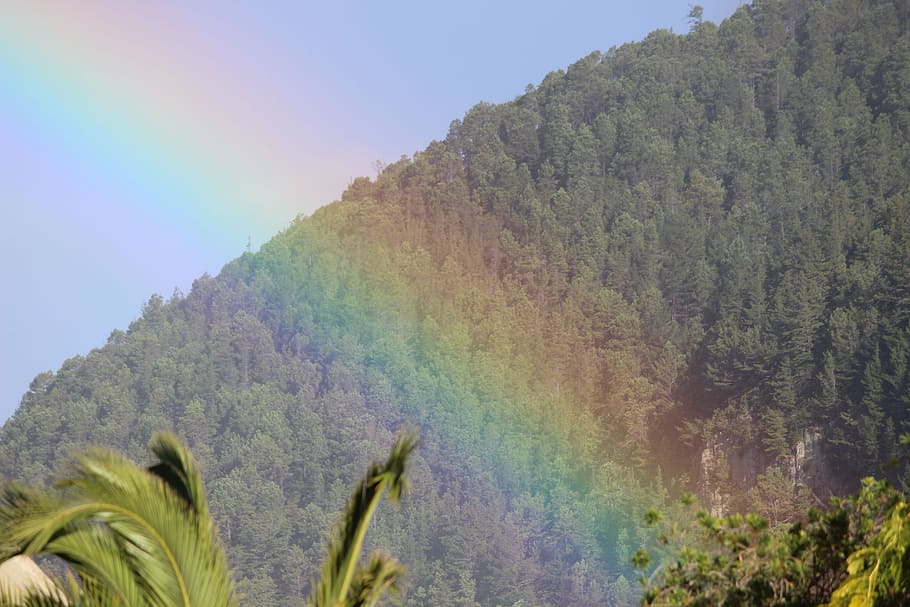 rainbow, nature, bright, light, sky, landscape, plant, beauty in nature HD wallpaper