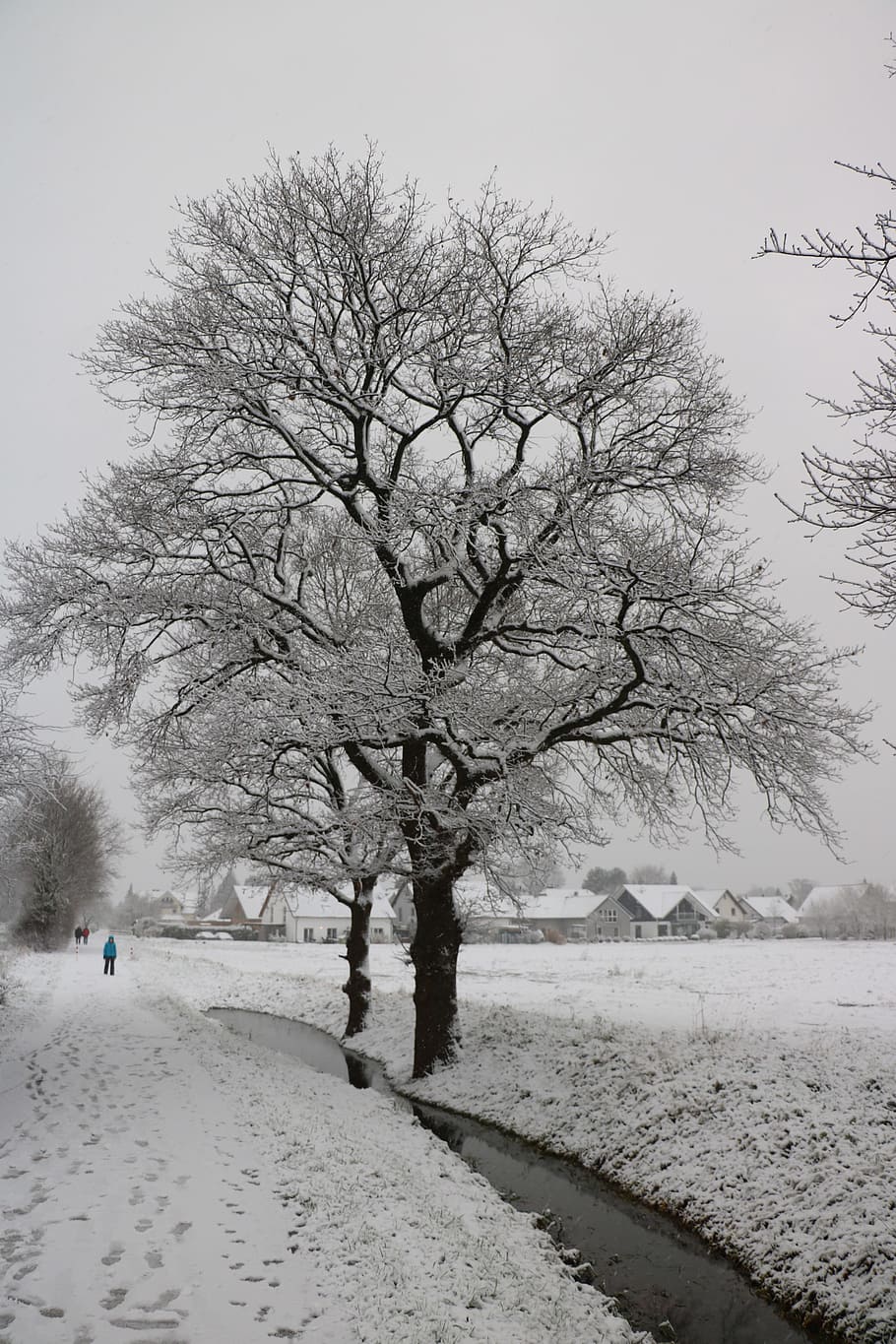tree, snow, winter, wintry, oak, water, dig, nature, cold temperature HD wallpaper