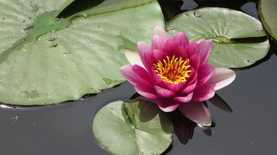 water lily, pond, flower, flowering plant, freshness, petal HD wallpaper