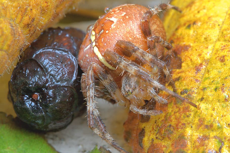 spider, macro, insect, nature, bug, hairy, ugly, creepy, arachnid HD wallpaper