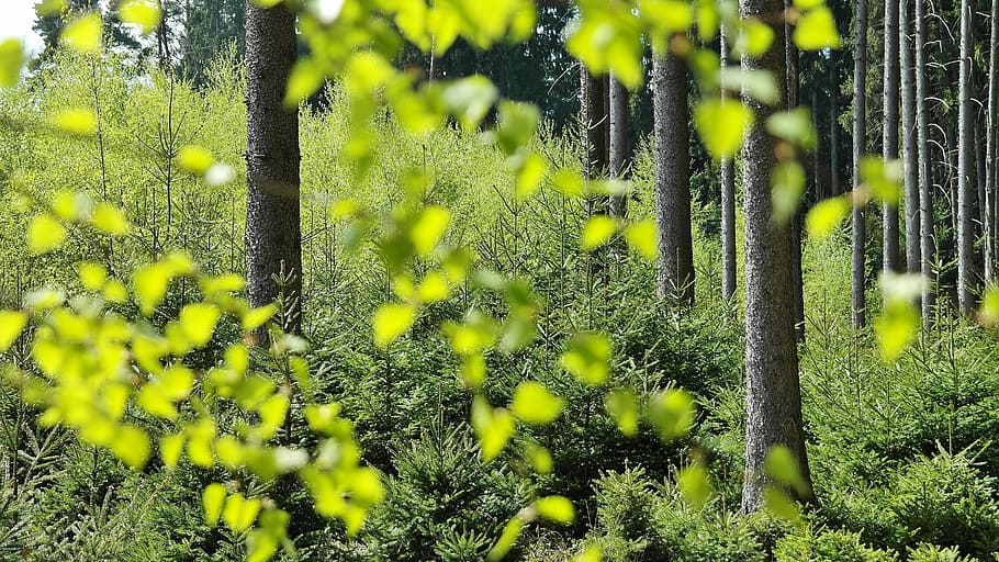 shallow focus photography of green leafed plants, forest, trees HD wallpaper