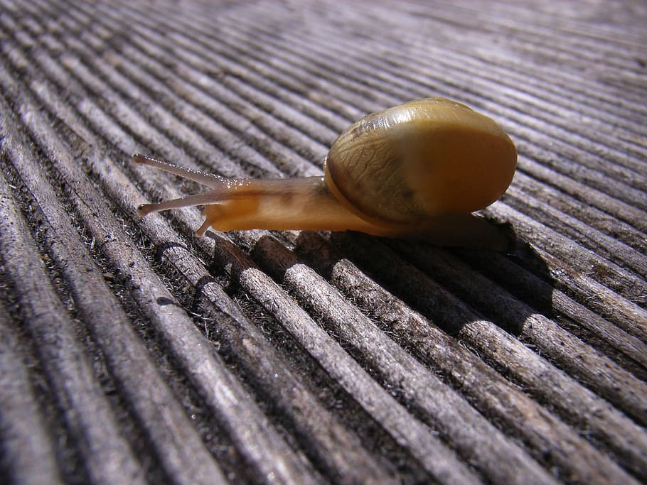Snail, Shell, Crawl, Close, Snail Shell, nature, mollusk, slowly HD wallpaper