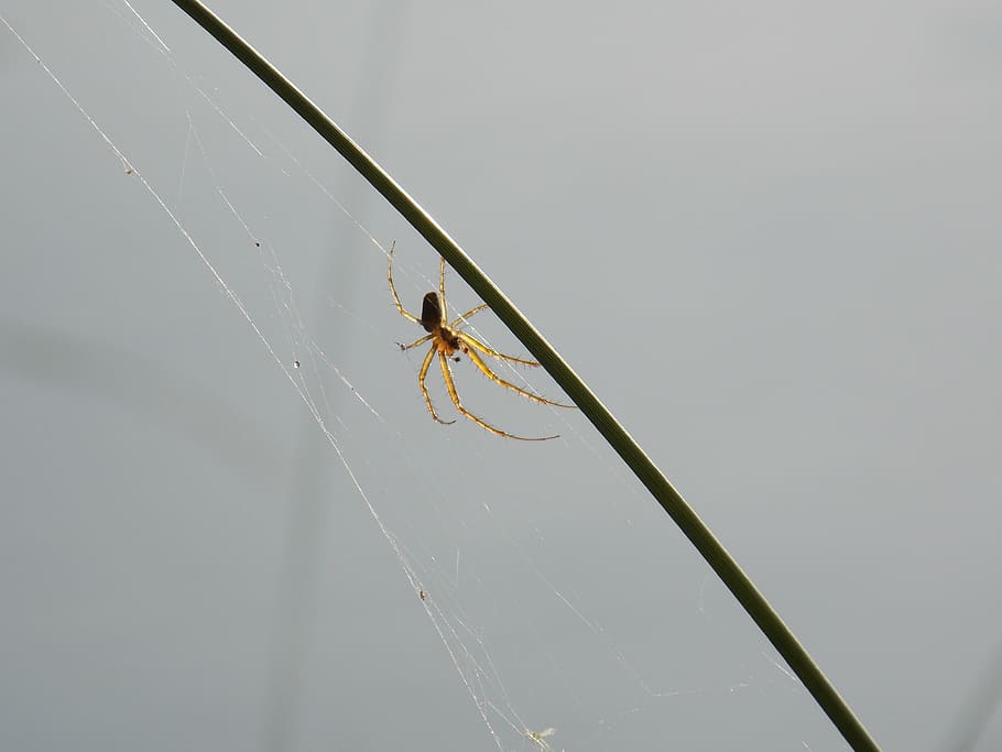 spider, nature, insect, spider Web, arachnid, animal, invertebrate HD wallpaper
