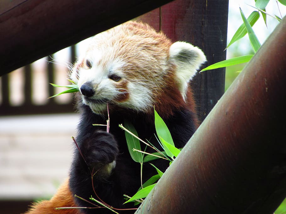 red, panda, red panda, eating, sitting, animal, wildlife, hungry HD wallpaper