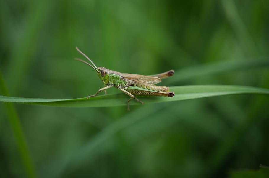 grasshopper, insect, macro, nature, green, animal themes, one animal HD wallpaper
