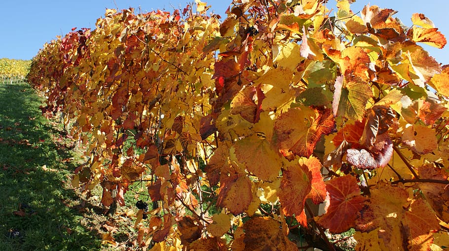 styria, wine, landscape, vineyard, southern styria, hills, austria HD wallpaper