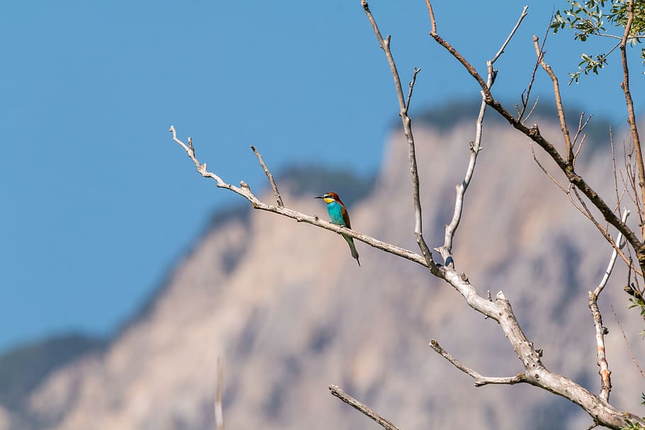 European Bee Eater, Bird, Colorful, colorful birds, plumage, HD wallpaper