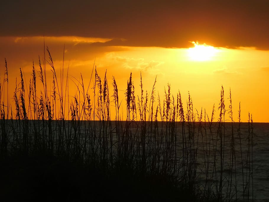 Sunset, Sunlight, Grass, sky, silhouette, horizon, herb, nature HD wallpaper