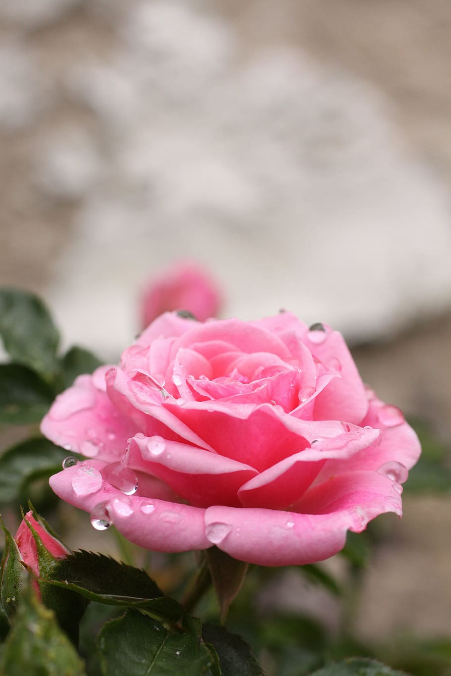 rose, flower, blossom, bloom, rose bloom, pink, raindrop, nature HD wallpaper