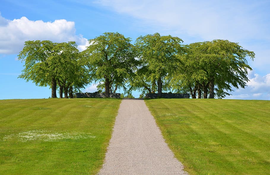 green leafed trees during daytime, sky, natur, grass, summer HD wallpaper
