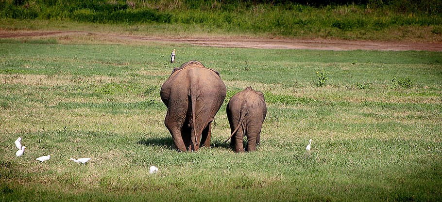 elephant walking on green lawn grass during daytime, move, back HD wallpaper