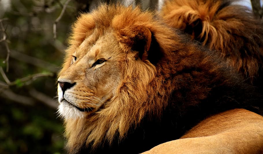 lion lying down during daytime, predator, dangerous, mane, cat HD wallpaper