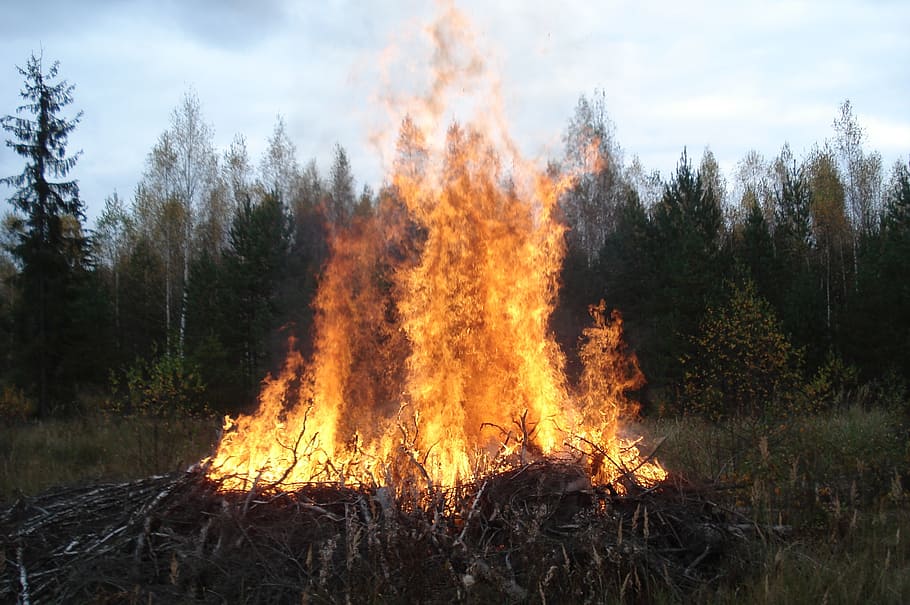 wildlife, flame, koster, burning, fire - natural phenomenon HD wallpaper