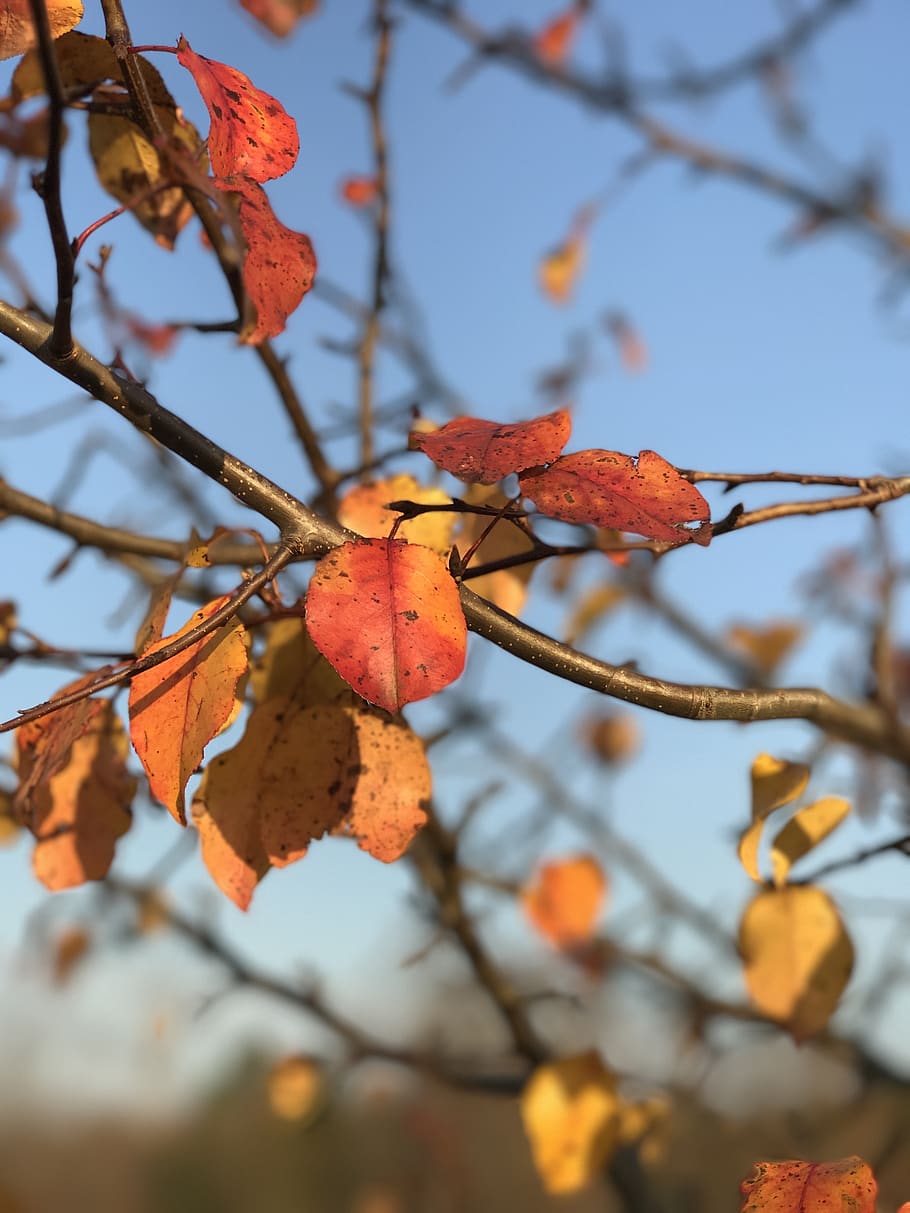 fall, leaf, nature, tree, branch, orange, color, plant, autumn HD wallpaper