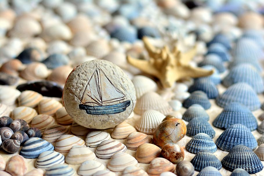assorted seashell lot, mussels, beach, holiday, summer, starfish HD wallpaper