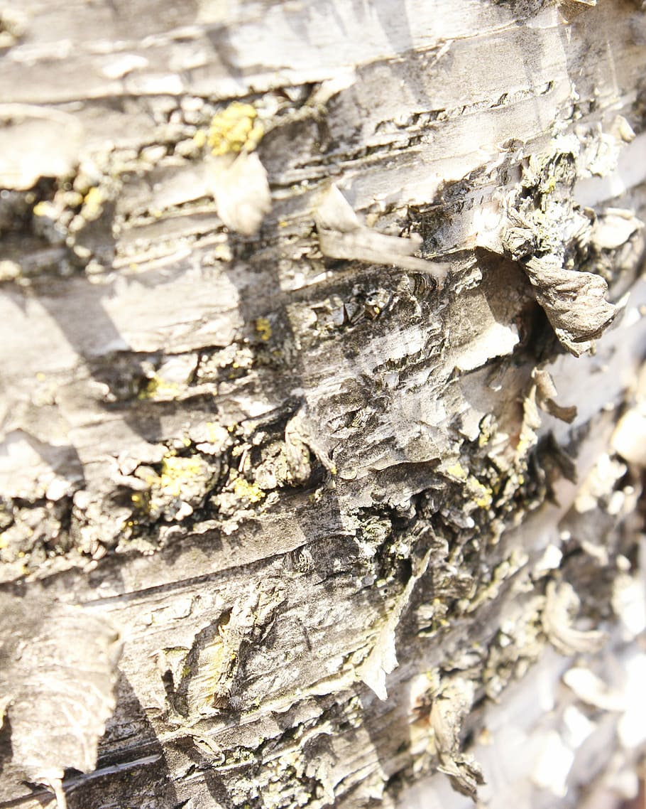 bark, tree, wood, trunk, macro, texture, gray, curled, peeling HD wallpaper