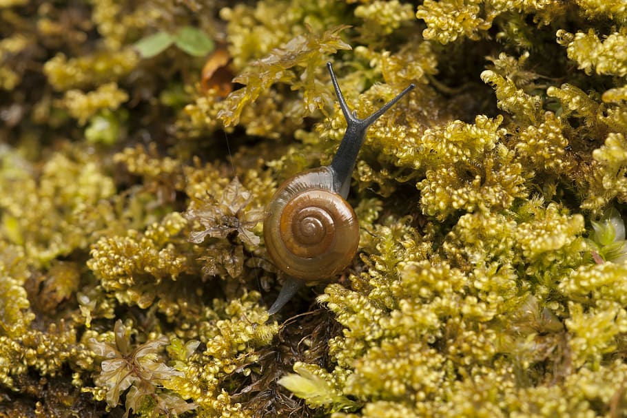 snail, moss, nature, animal, close-up, mollusk, animal wildlife HD wallpaper