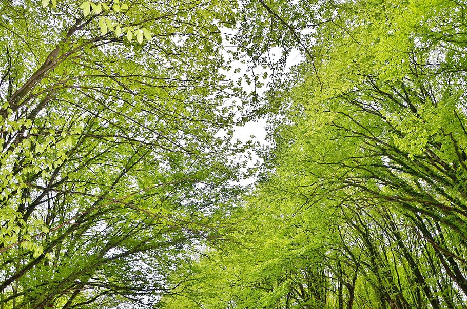 tree, landscape, nature, forest, park, green, sky, summer, sunlight HD wallpaper