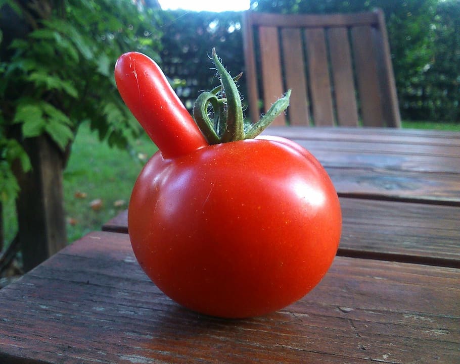 funny, tomato, red, vegetable, fresh, food and drink, healthy eating HD wallpaper