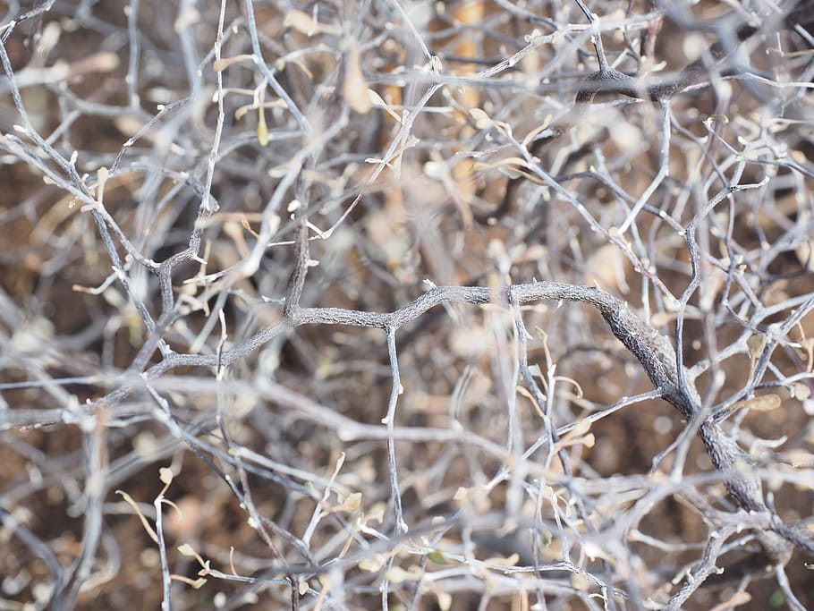 branches, jumble, zigzag shrub, corokia cotoneaster, corokia cotoneaster raoul HD wallpaper