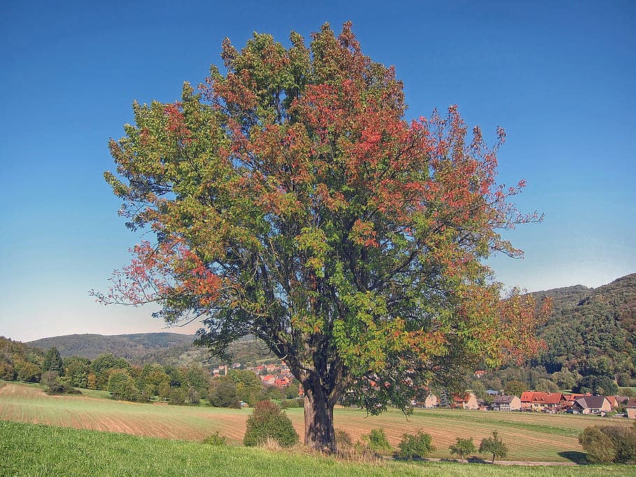 bavaria, germany, tree, forest, trees, woods, landscape, scenic HD wallpaper