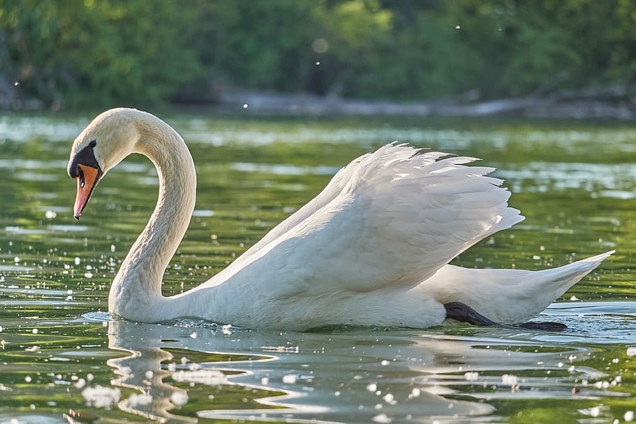 swan swimming in body of water, white, purely, monogamous, water bird, HD wallpaper
