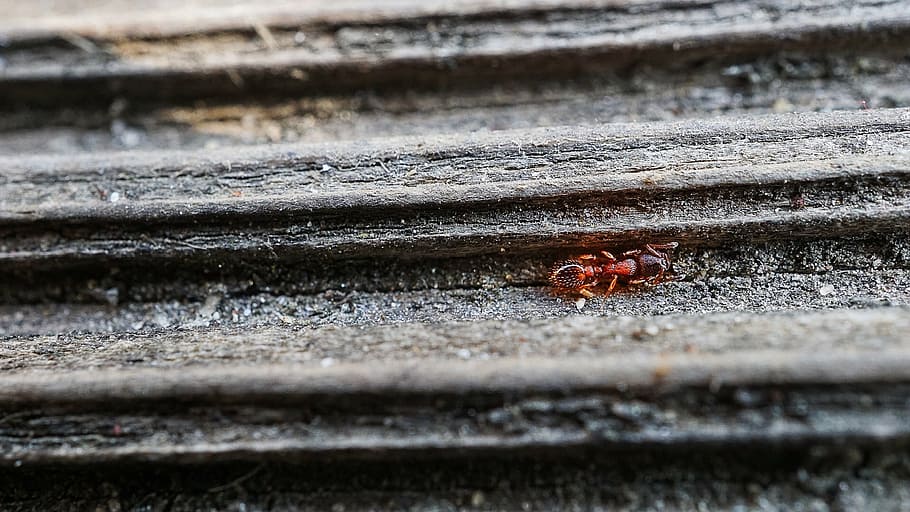 ant, wood, macro, selective focus, no people, animal wildlife HD wallpaper