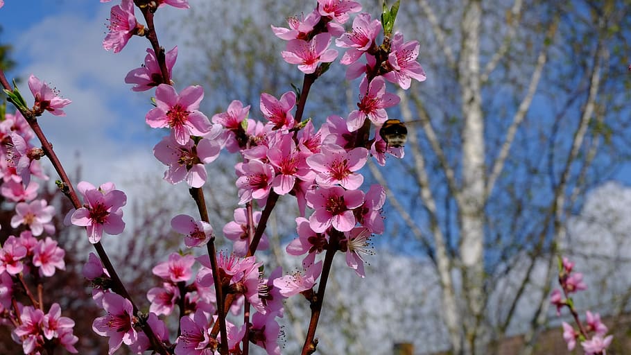 tree, nature, branch, flower, flowering plant, pink color, freshness HD wallpaper