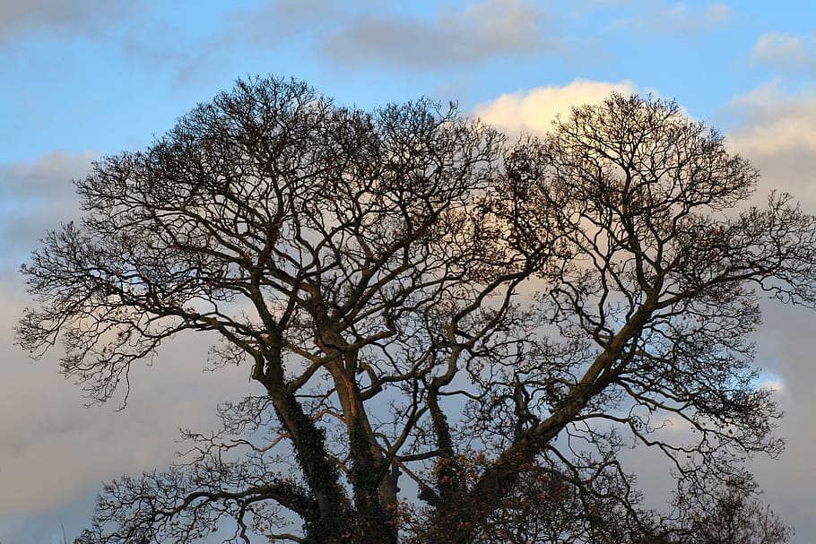 tree, sky, nature, background, texture, plant, cloud - sky HD wallpaper