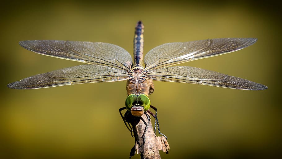 brown and green dragonfly perching on tree branch, wing, shiny HD wallpaper