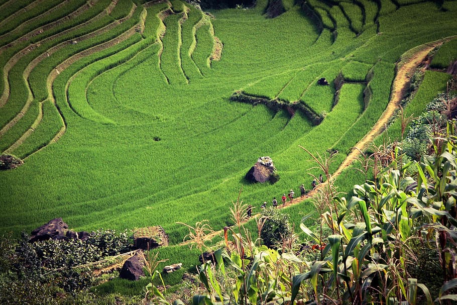 Terrace and farms in Vietnam, agriculture, photos, landscape, HD wallpaper