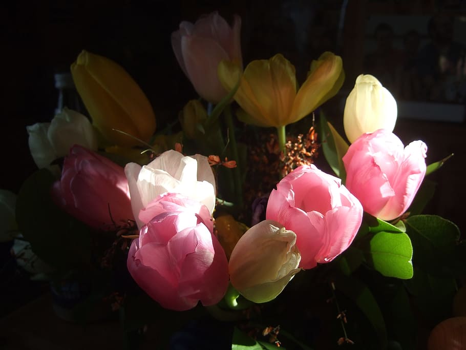 tulips, bouquet, strauss, spring, red, pink, reddish, spring flower HD wallpaper