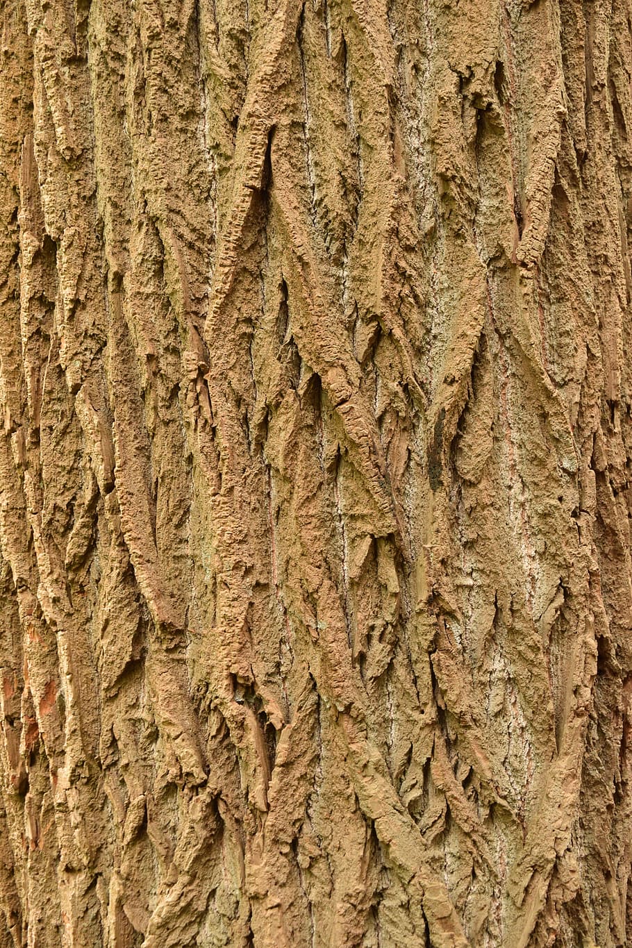 Tree, Bark, Structure, Nature, Log, Wood, brown, tree bark HD wallpaper