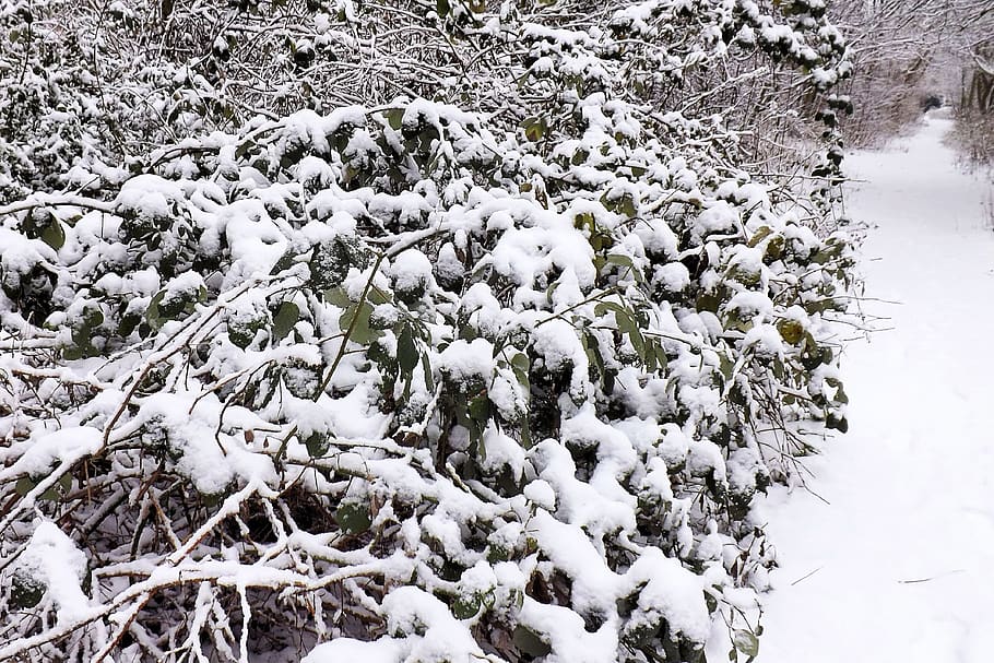 winter, twilight, dark, grey, snow, cold, nature, wintry, winter impressions HD wallpaper