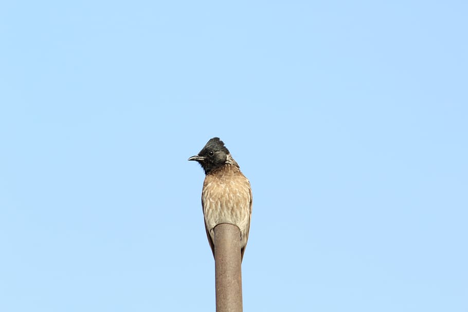 bird, alone, brave, wild, natural, sky, blue, grey, bright HD wallpaper