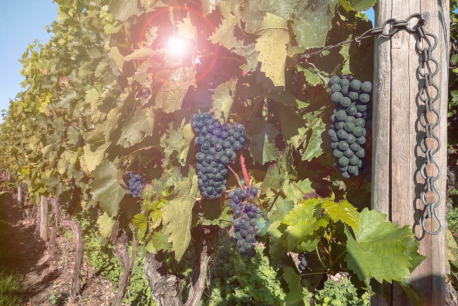 grapes, vines, vineyard, winegrowing, green, fruit, autumn