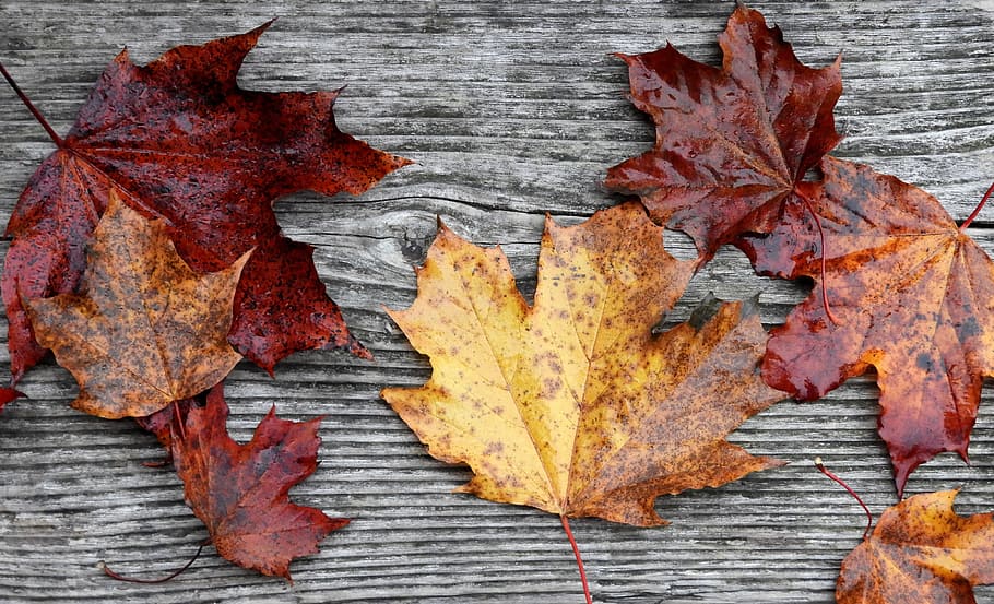 leaves, fall, rustic, fall leaves, autumn, seasonal, plant part HD wallpaper