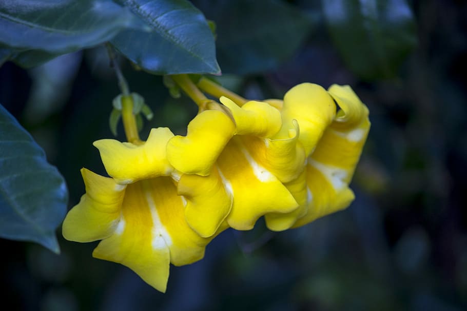 flower, garden, nature, spring, flowers yellow, alamanda yellow HD wallpaper