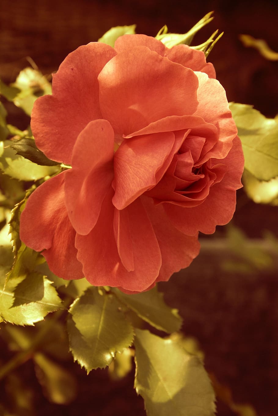 garden, flower, rose, light, summer, foliage, pink flower, flowers HD wallpaper
