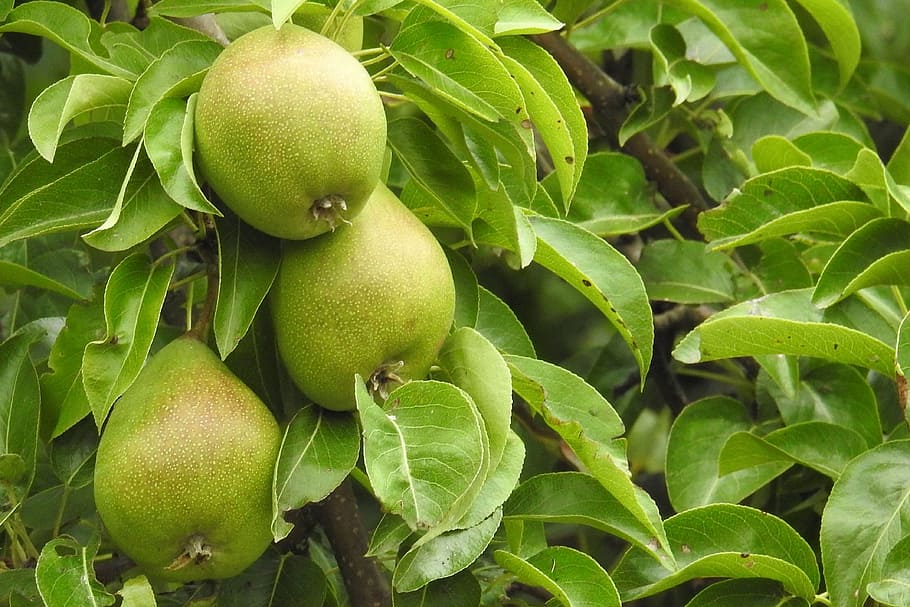 Pears, Fruit, Nature, Summer, vitamins, food and drink, green color HD wallpaper