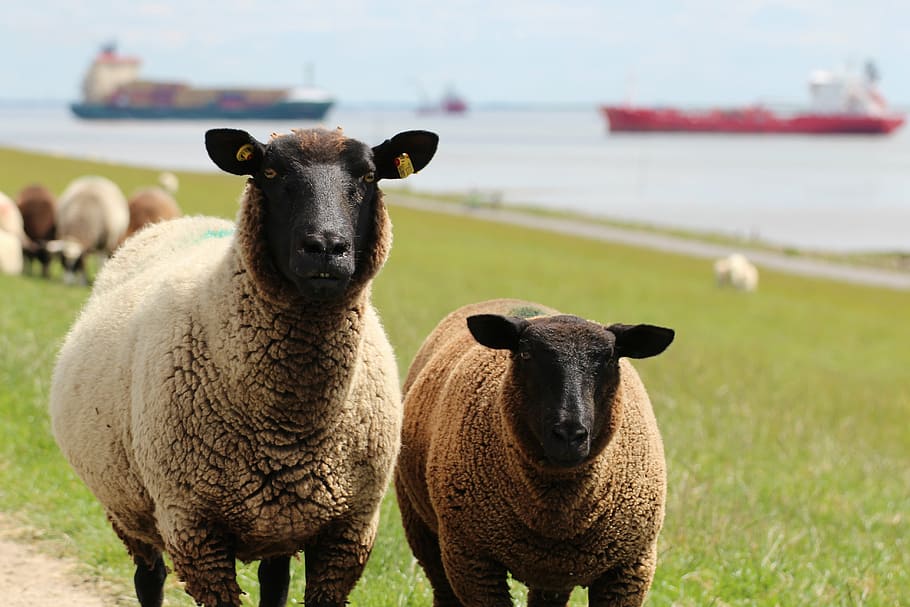 sheep, deichschaf, dike, rest, flock of sheep, animals, farm HD wallpaper