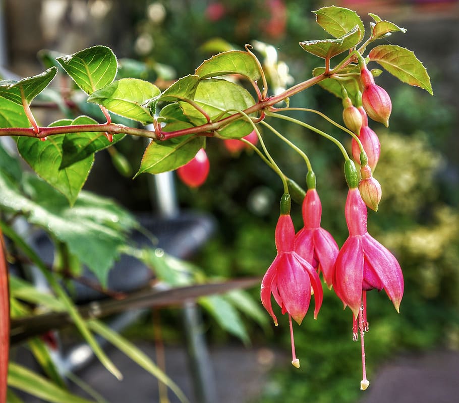 fuchsia, red, hanging, small, tree, scrub, garden, colorful HD wallpaper