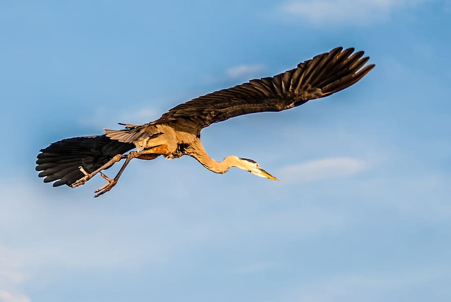 Flying, Blue, Blue, Heron, Bird, Wings, feather, wildlife, beak HD wallpaper