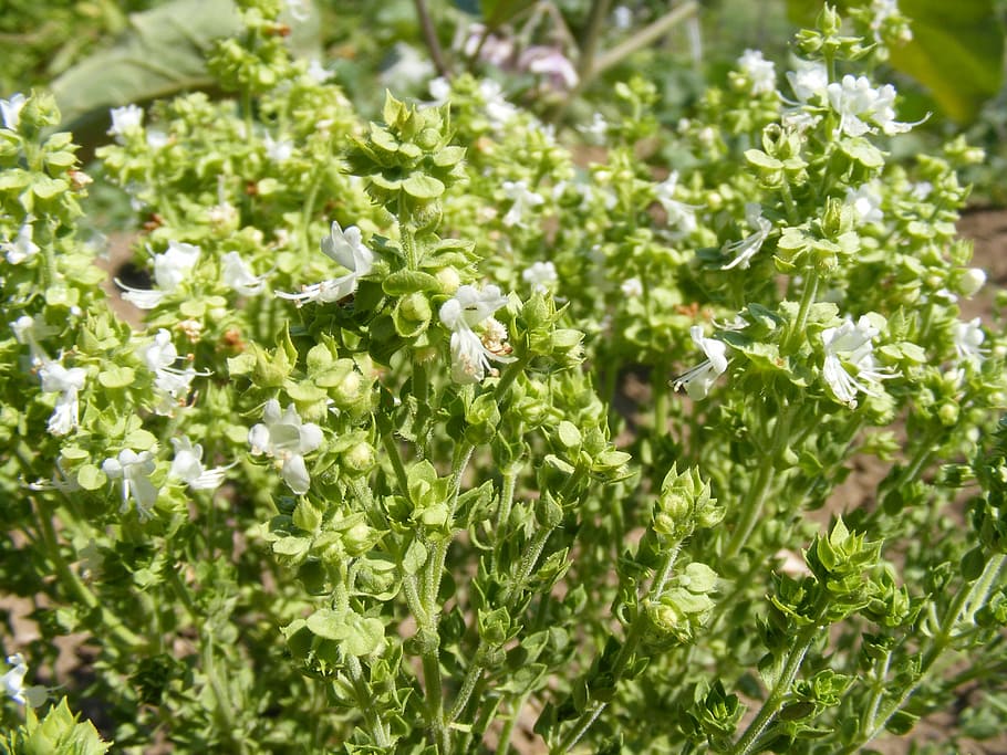 basil, bee, blooming, flowers, spices, plants, growth, green color HD wallpaper